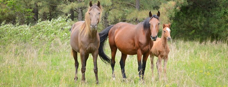 KHS3horses