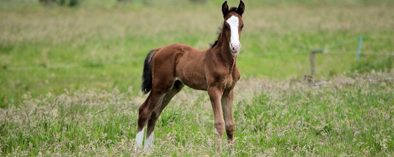 a foal