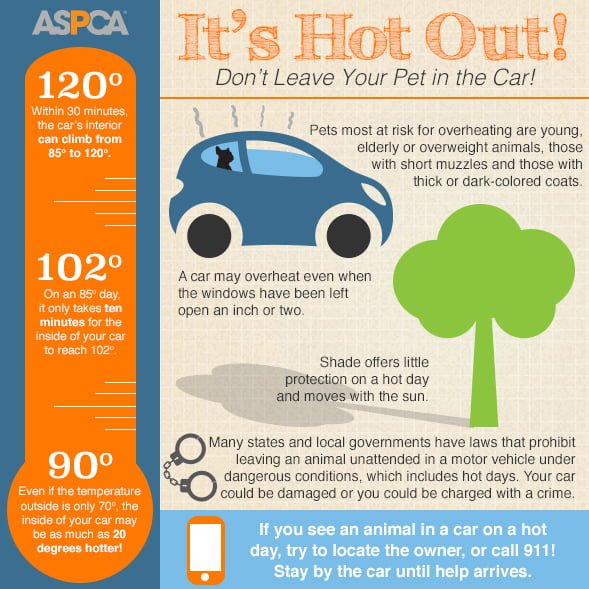 hot cars infographic