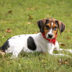 Teenage Puppy Social, age 4-6 months. Instructor: Katy. Length: 3 weeks. Cost: $75.00