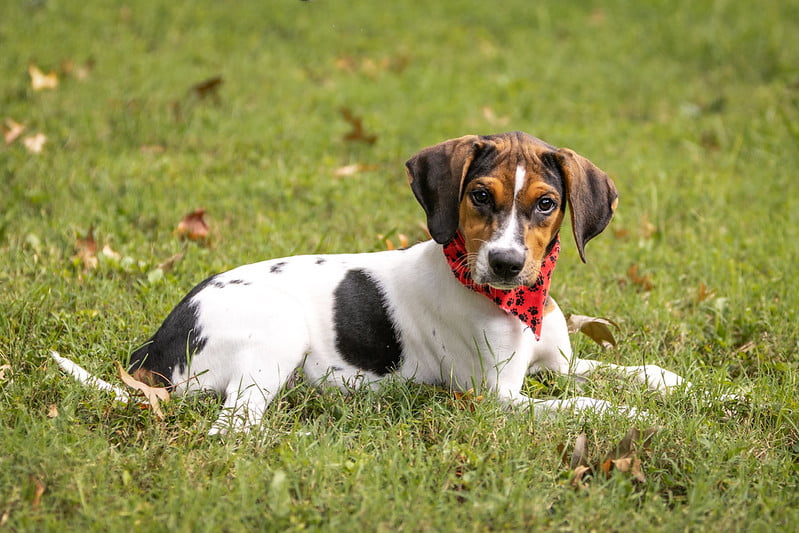 Teenage Puppy Social, age 4-6 months. Instructor: Sue. Length: 3 weeks. Cost: $75.00