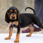 Positively Puppies, pups 8-15 weeks. Instructor: Sue. Length: 6 weeks. Cost $90.00