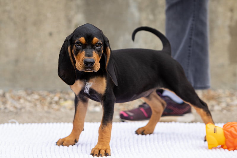 Positively Puppies, pups 8-15 weeks. Instructor: Sue. Length: 6 weeks. Cost $90.00