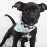 Puppy Social, puppies 8-15 weeks