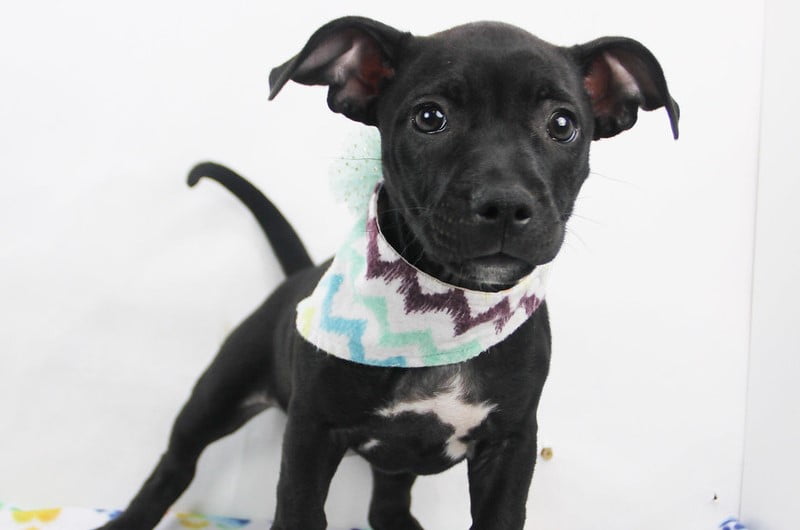 Puppy Social, puppies 8-15 weeks