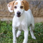 Teenage Puppy Social, puppies 4-6 months