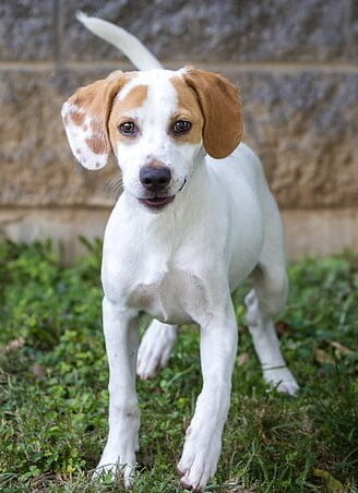 Teenage Puppy Social, puppies 4-6 months