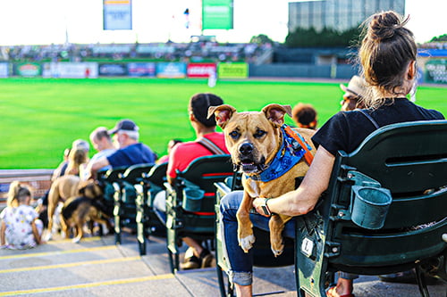 Louisville Bats Pride & Pups Night