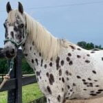 Equine Sales Assist Day