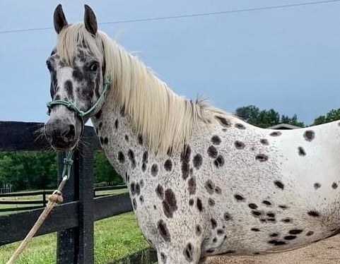 Equine Sales Assist Day