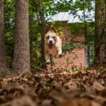 Mulligan's 5K Fun Run & Walk!