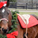 Willow Hope Farm Holiday Experience