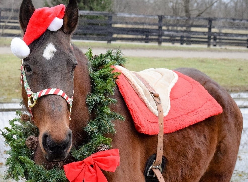 Willow Hope Farm Holiday Experience