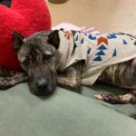 Valentine's Meet-and-Greet with Ethan