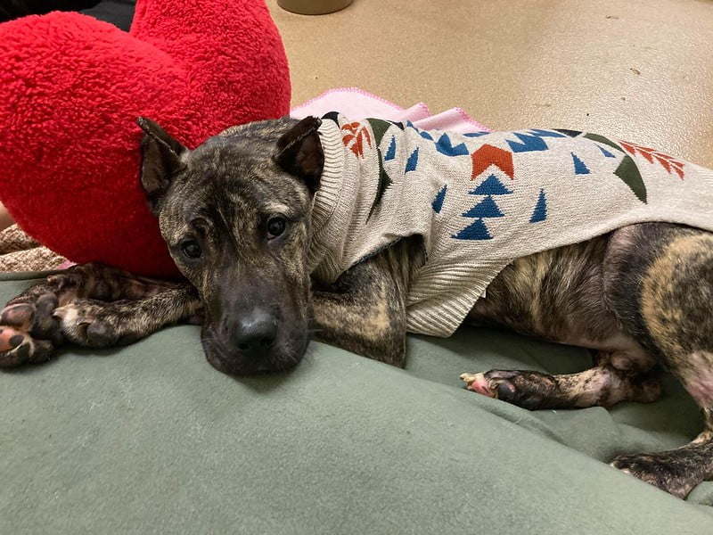 Valentine's Meet-and-Greet with Ethan