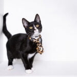 Karaoke "Therapy" at the Bards'town