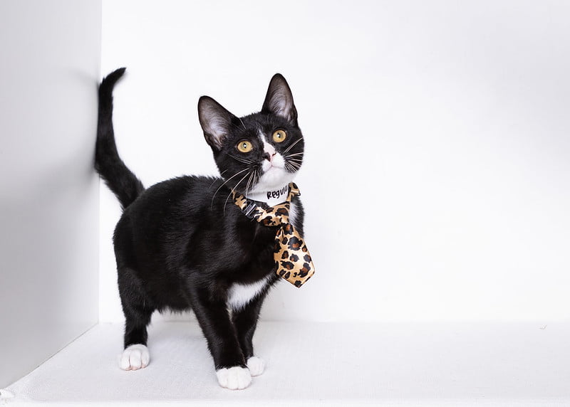 Karaoke "Therapy" at the Bards'town