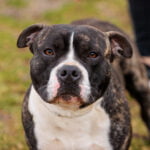 March Right In to Find Your Best Friend Adoption Event!