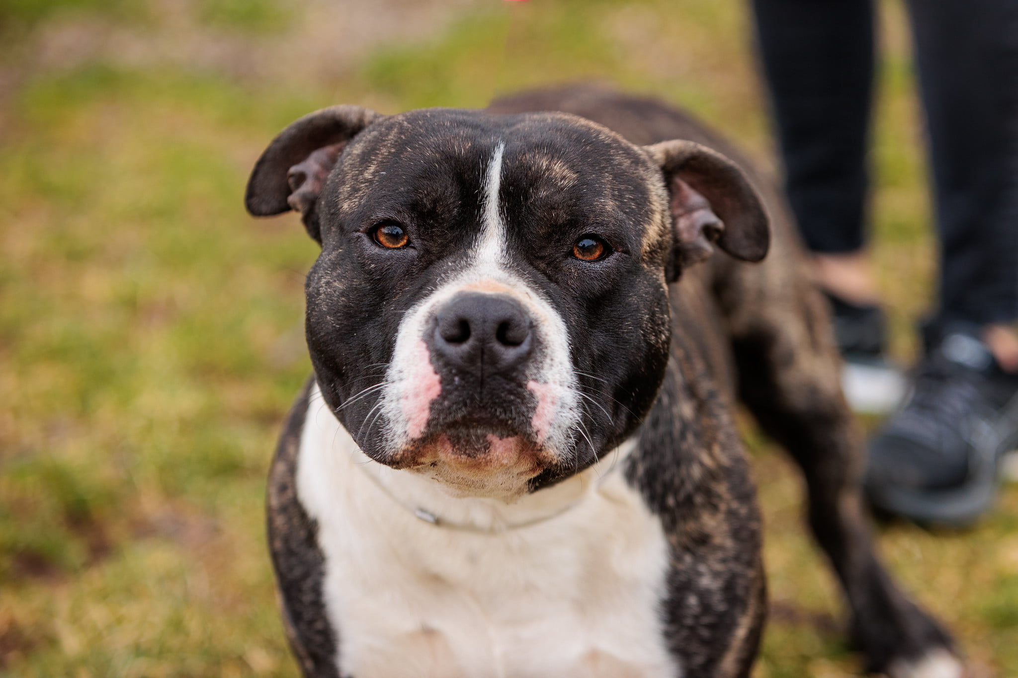 March Right In to Find Your Best Friend Adoption Event!
