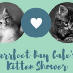 Purrfect Day Café Kitten Shower!