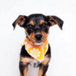 Positively Puppies, pups 8-15 weeks