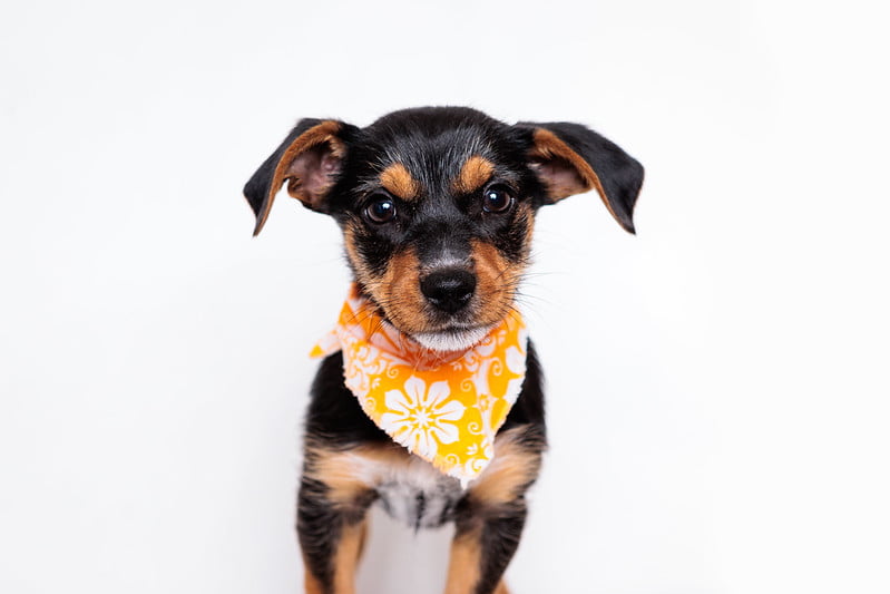 Positively Puppies, pups 8-15 weeks