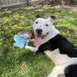 Waived Adoption Fees for Adult Cats and Large Dogs!