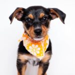 Positively Puppies, pups 8-15 weeks