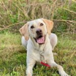 Manners for Life, dogs 4 months and older