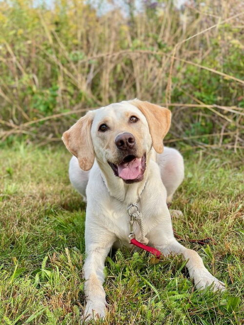 Manners for Life, dogs 4 months and older