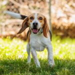 Manners for Life, dogs 4 months and older