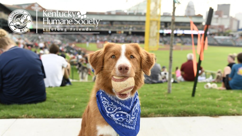 Dog Days at the Park