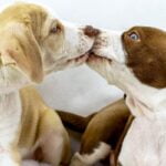 Hot Diggity Dog Night!