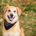 RedBud Dining Fall Festival!