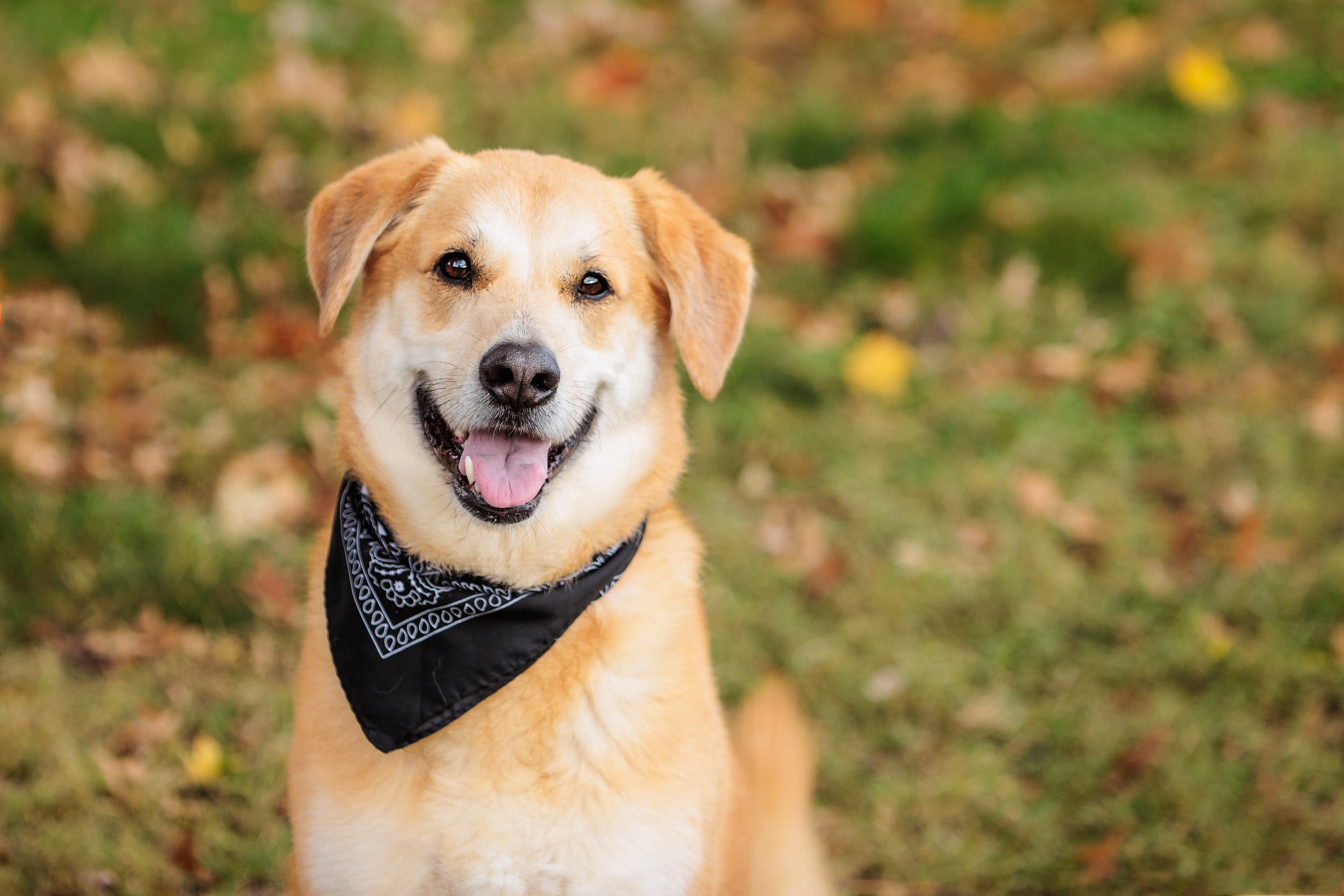 RedBud Dining Fall Festival!