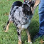 Walk This Way 3-week leash walking workshop, dogs 4 months and older