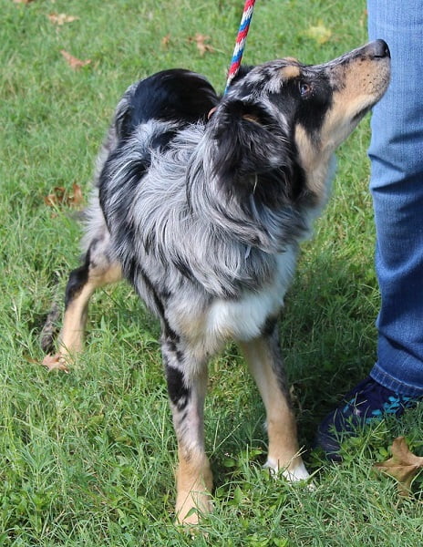 Walk This Way 3-week leash walking workshop, dogs 4 months and older