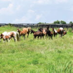 Willow Hope Farm's 1st Annual Tack Sale
