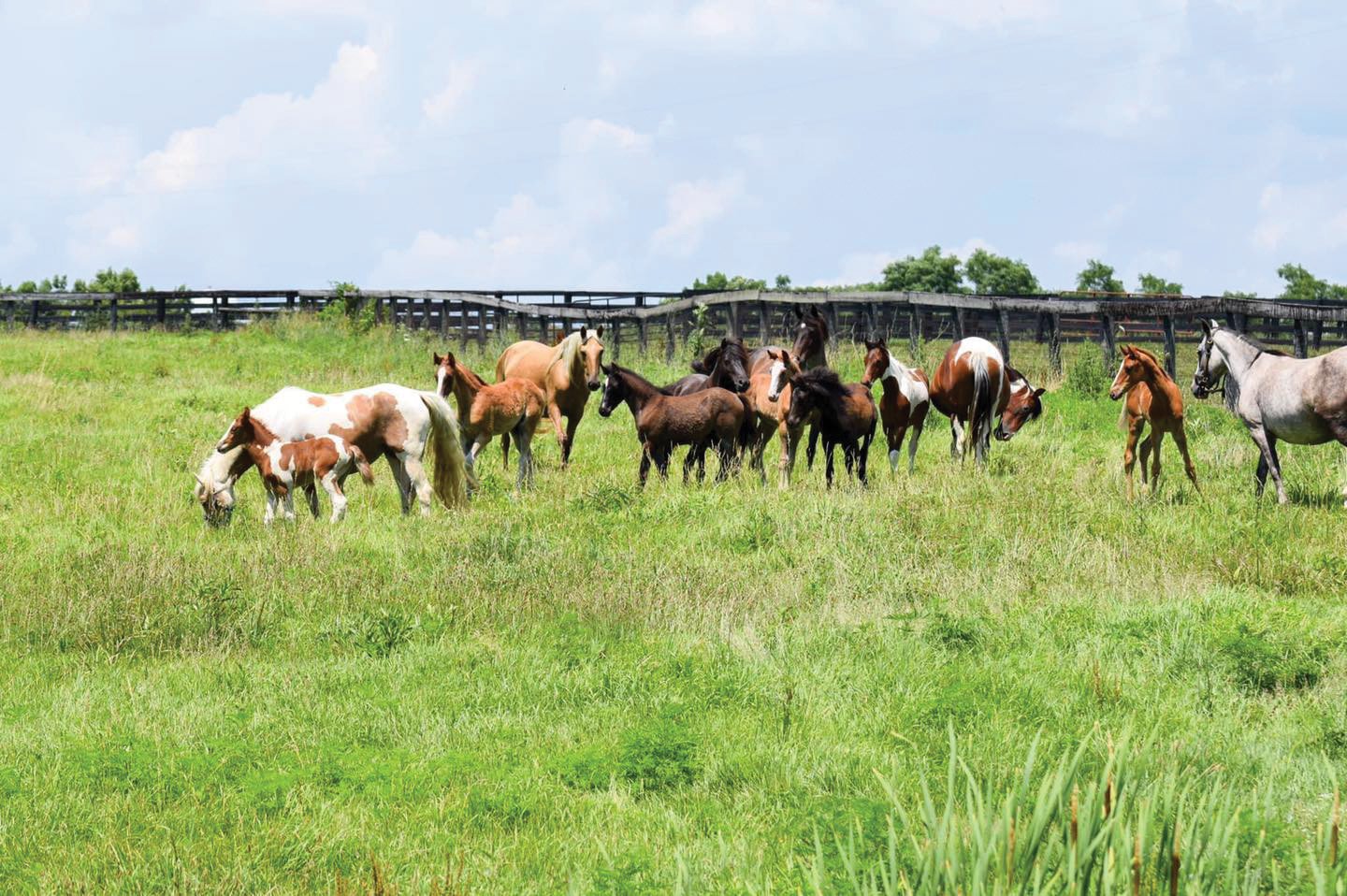 Willow Hope Farm's 1st Annual Tack Sale