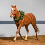 Willow Hope Farm Holiday Tours