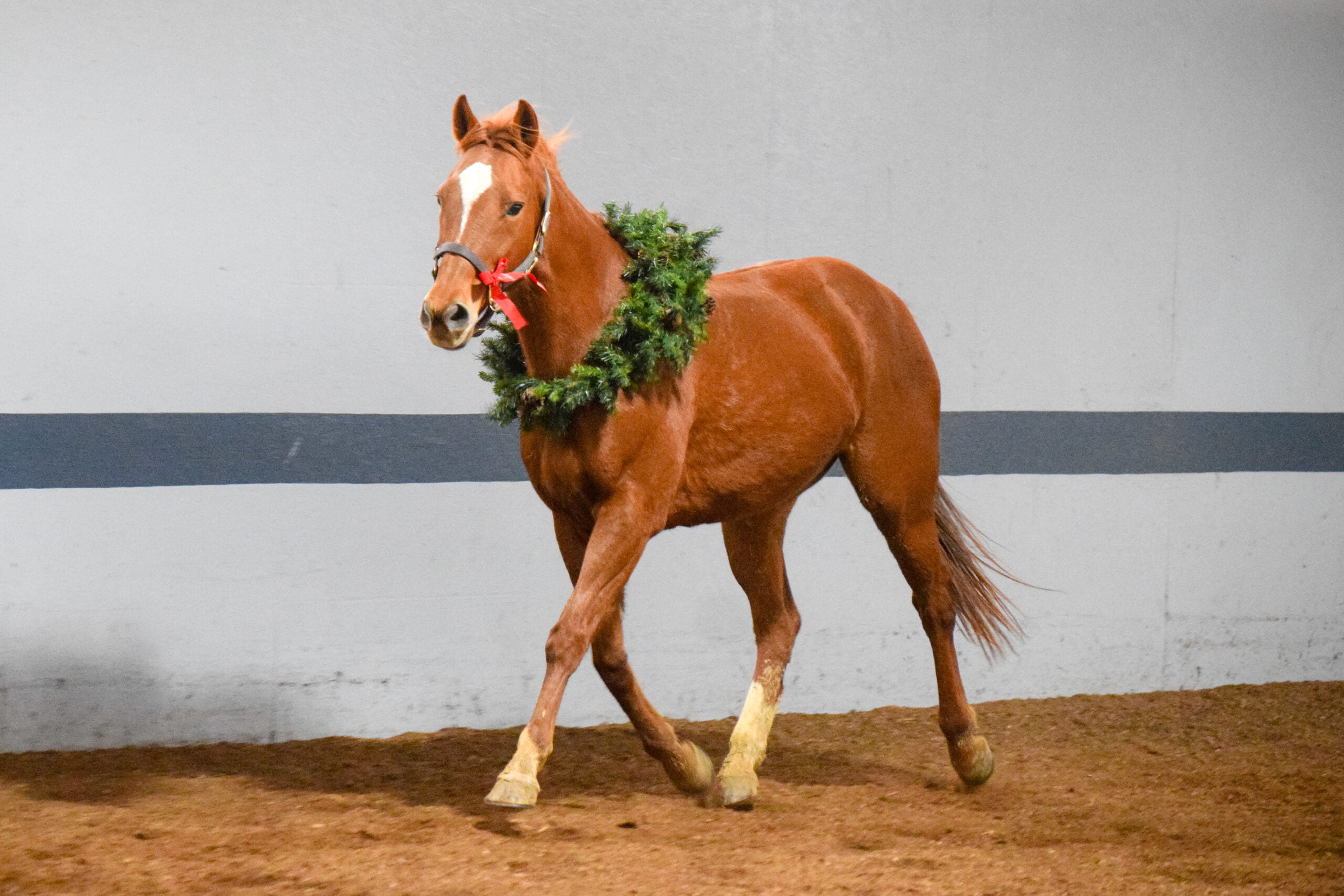 Willow Hope Farm Holiday Tours