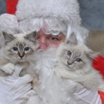 Picture Your Pets with Santa
