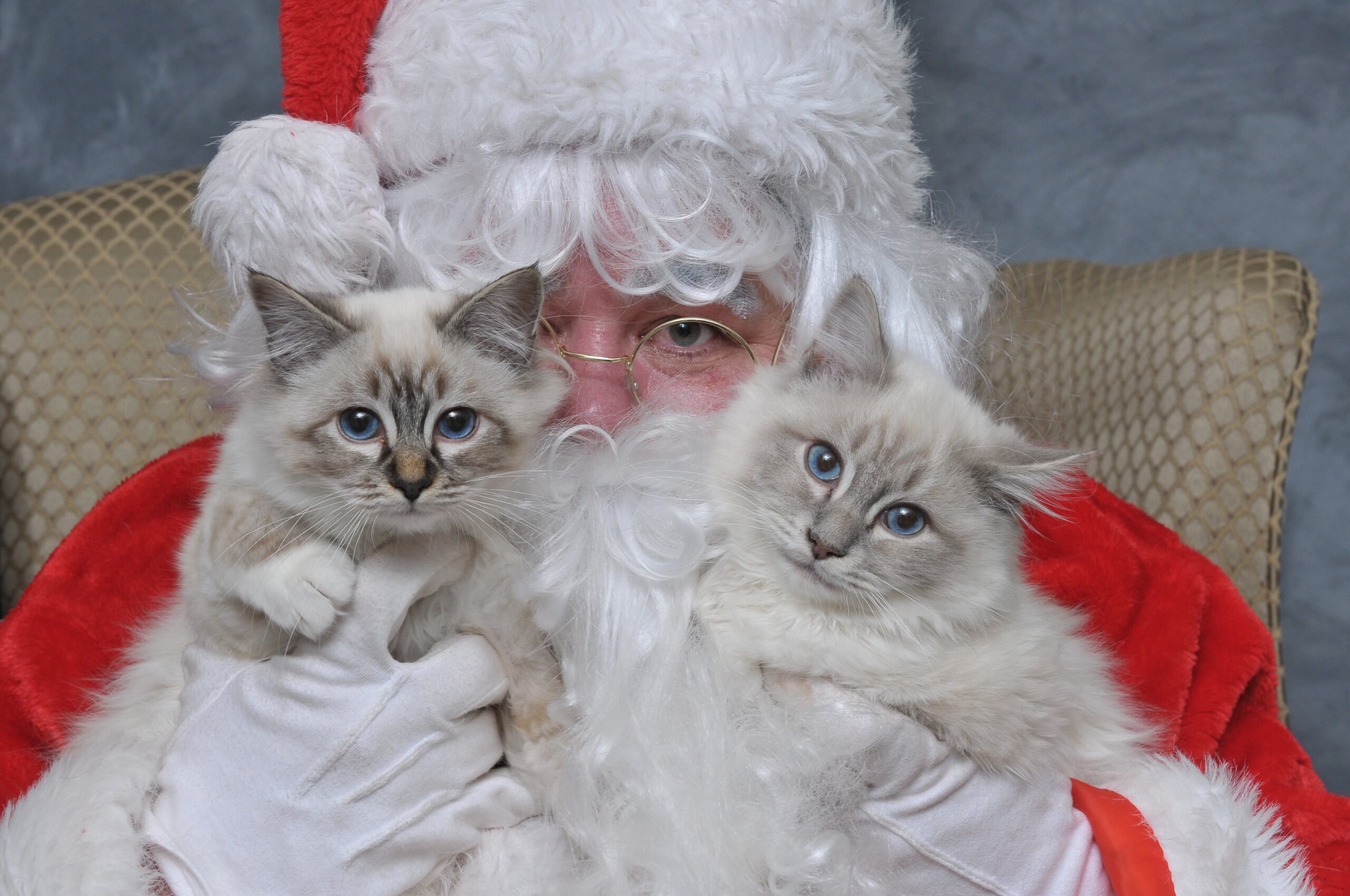 Picture Your Pets with Santa
