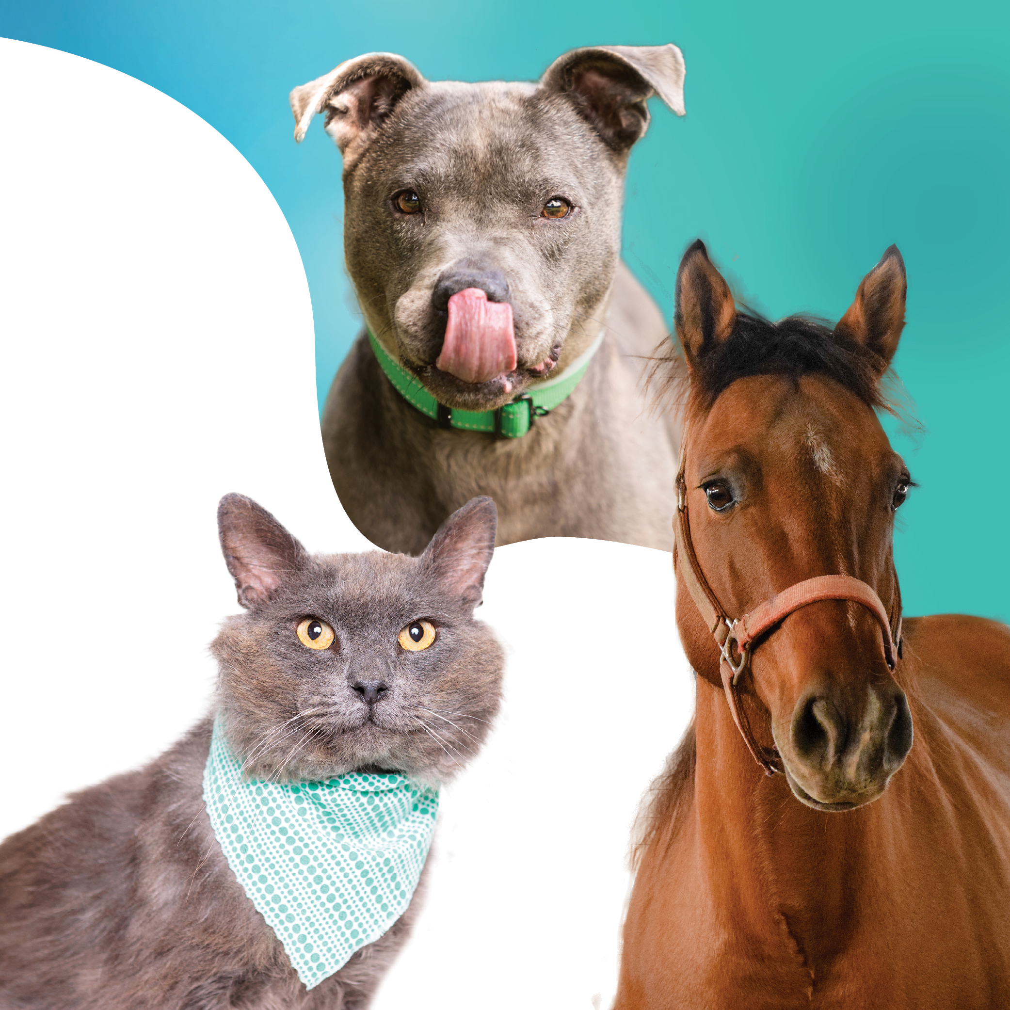 Pawliday Auction & Raffle