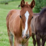 Gifts Matched Thru Dec. 31