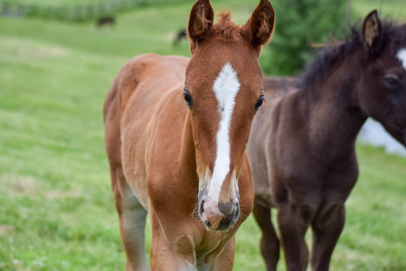 Gifts Matched Thru Dec. 31