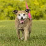 Waggin' Tail on the Waterfront