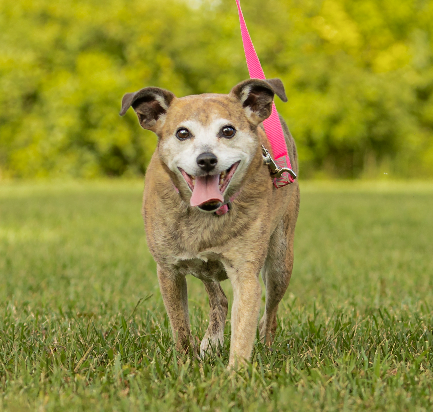 Waggin' Tail on the Waterfront