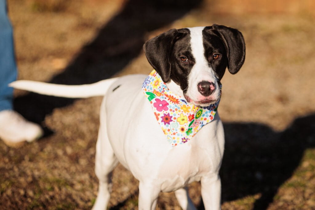 Adoptable Dog Squirtle