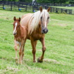 Picnic with the Ponies